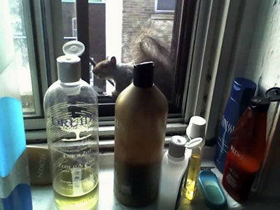 WindowSquirrel